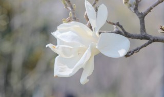 盆栽白玉花怎么养 怎么养白玉兰花