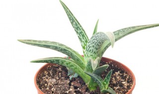 虎皮兰换盆的正确方法 虎皮兰的换盆方法和注意事项