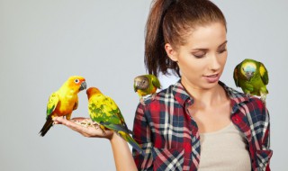 鹦鹉吃什么鹦鹉饲料有哪些 鹦鹉除了吃饲料还能吃什么