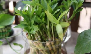 多头竹的含义有什么寓意吗（各种竹的寓意）