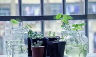 双线竹芋有毒吗 双线竹芋有没有毒