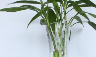 富贵竹有什么寓意吗 富贵竹象征着什么