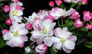 西府海棠怕暴晒吗 西府海棠冬天