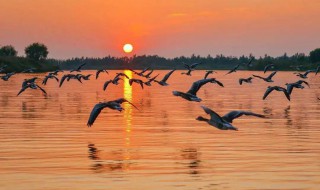 盐城的自然景观有哪些 盐城的人文景观