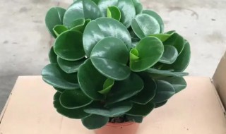 绿翡翠怎么养（绿翡翠兰花怎么养）