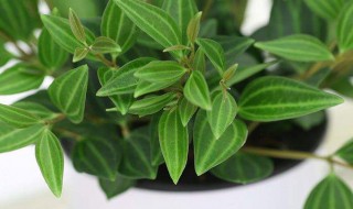 钻石翡翠怎么养（钻石翡翠怎么养殖方法）