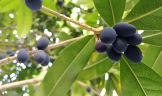 桂花果的功效与作用 桂花果泡酒的功效与作用