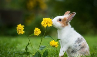 一只公兔子能和几只母兔子交配 一只公兔子能和几只母兔子交配吗
