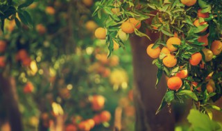 一天吃几个橘子脸会黄(一天吃几个橘子脸会发黄)