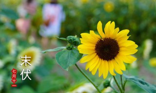 关于向日葵的诗句格言 关于向日葵的诗句或名言