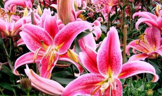 送一只百合花代表什么意思（送百合花含义）