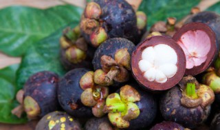 送山竹代表什么意思 山竹送礼含义