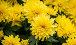 雏菊叶子蔫了怎么办 雏菊叶子枯萎了怎么办