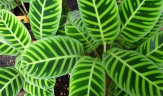 海芋和竹芋的区别（竹芋与蕉芋的区别）