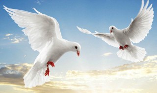 白鸽的寓意和象征意义 白鸽象征着什么