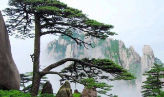 迎客松的寓意和象征 迎客松的寓意和象征几十字介绍