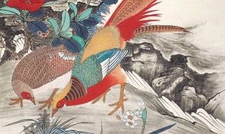 锦鸡的寓意和象征 红腹锦鸡的寓意和象征
