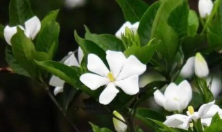 栀子花的气味是怎样的（栀子花的气味是什么样的）