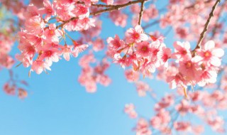 写花的诗句分别出自哪里（写花的诗句全部）