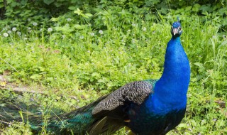 孔雀的脚印像什么形状（孔雀的脚印像什么?）