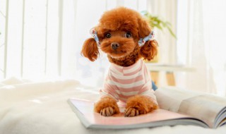 小泰迪能喝凉水吗 冬天泰迪狗可以喝凉水吗