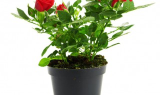 清香木盆栽的养殖方法 清香木的养殖方法大全