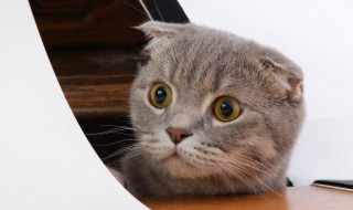 猫最怕什么东西（猫最怕什么东西,然后就会逃跑）