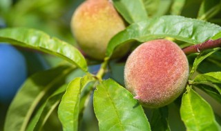 鹰嘴桃种植技术有哪些（鹰嘴桃生长环境）