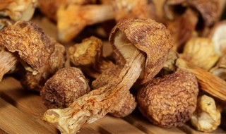 姬松茸有什么功效 姬松茸有什么功效和作用,泰国的国旗是怎么样呢