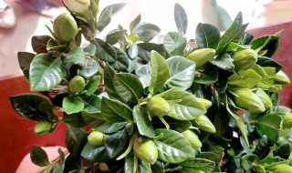 栀子花花苞怎么养护 栀子花有花苞怎么养护