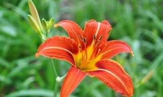 萱草忘忧草的花语（萱草 花语）