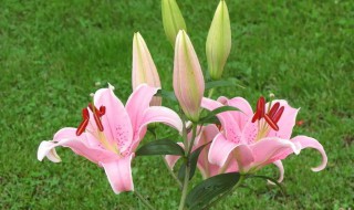 送粉色百合花是什么意思（送百合花的意思）