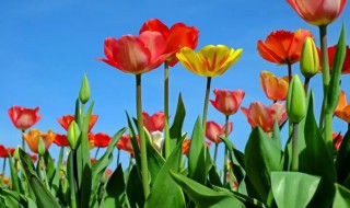 郁金香开花时间（郁金香开花时间多长）