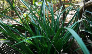 建兰为什么不开花（建兰只发芽不开花）