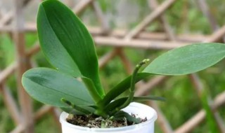 蝴蝶兰如何施肥 蝴蝶兰如何施肥长花剑