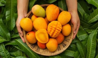 芒果过敏有哪些症状（芒果过敏有哪些症状怎么办）