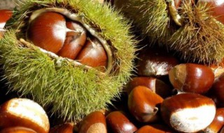 如何判断栗子发芽（栗子 发芽）