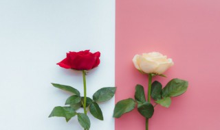 山地玫瑰怎么养 耶罗粉山地玫瑰怎么养