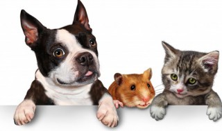 狗狗吃蛋黄是吃生的还是煮熟的（狗狗吃蛋黄是吃生的还是煮熟的好呢）