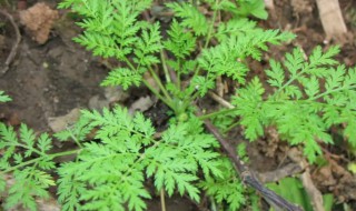 扫帚菜的营养价值(扫帚菜有什么营养价值)