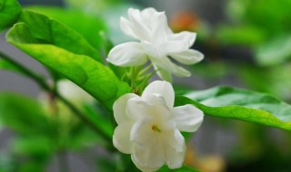 紫茉莉怎么多开花 紫茉莉多长时间开花