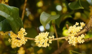 桂花几月开 四季桂花几月开