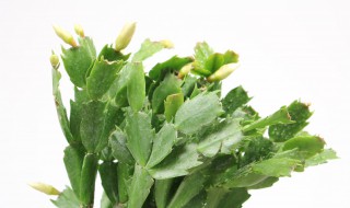 蟹爪兰开花期间的养护 蟹爪兰开花期间的养护视频