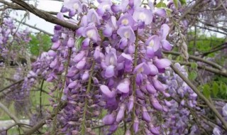 紫藤不开花原因 紫藤树不开花的原因