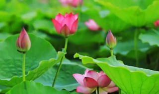 荷花什么时候开呢花期有多长 荷花的开花期在什么时候?