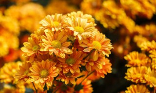 金鸡菊什么时候开花 大花金鸡菊什么时候开花