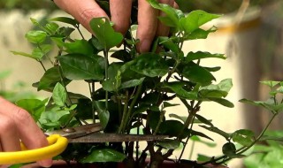 茉莉花盆栽如何修剪 茉莉花如何修剪茉莉花的养殖方法
