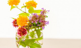 烟草花什么时间开花几点开放 烟草花几点时候开花