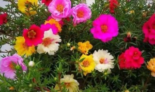 太阳花种大约多长时间才能开花 太阳花什么时候能开花