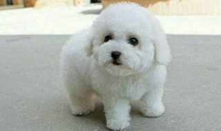 怎样挑选比熊幼犬（比熊幼犬怎么选品相）